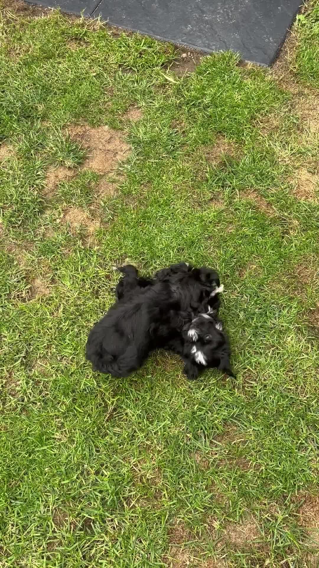 Mixed Breed dogs for sale: READY NOW,super cute maltese/chinese crested pups - Video 1