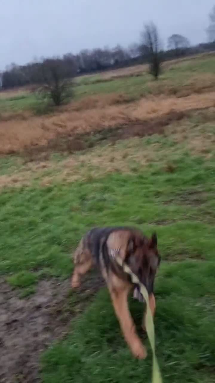 German Shepherd dogs for sale: Pablo  in Saint Helens - Video 3