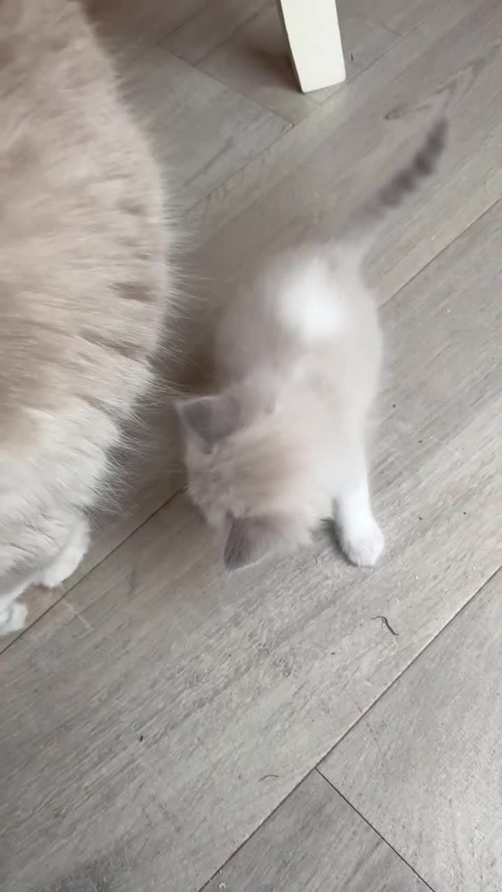 Ragdoll cats for sale: 5 beautiful GCCF Ragdoll kittens - Video 2