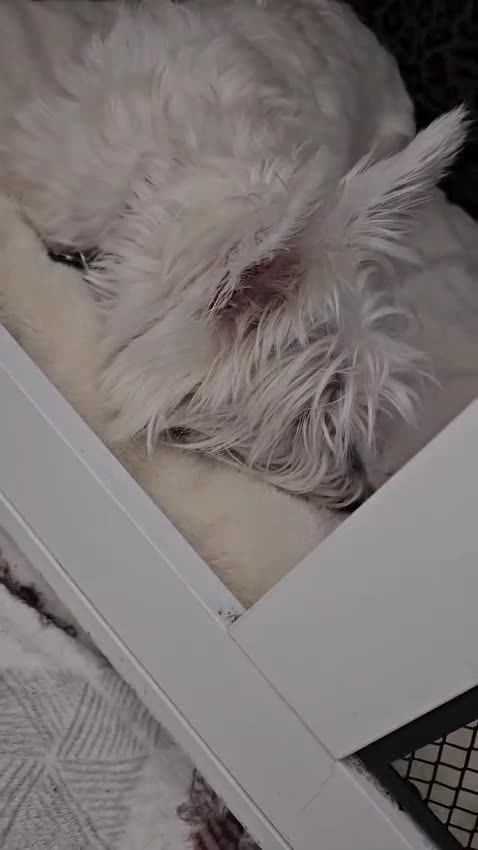 West Highland Terrier dogs for sale: Westie pups in Northumberland in Berwick-upon-Tweed - Video 1