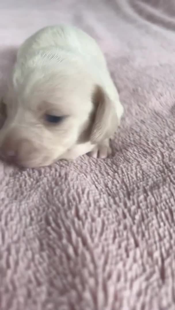 Miniature Dachshund dogs for stud: Kinder piebald miniature dachshund stud kc in Blackburn - Video 1