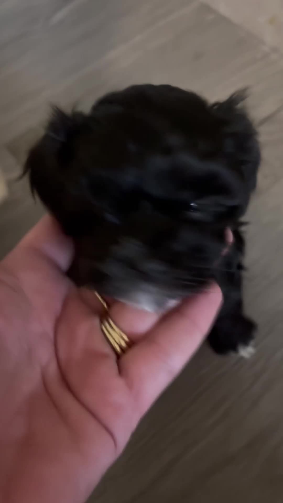 Maltipoo dogs for sale: Beautiful little maltipoo  - Video 3