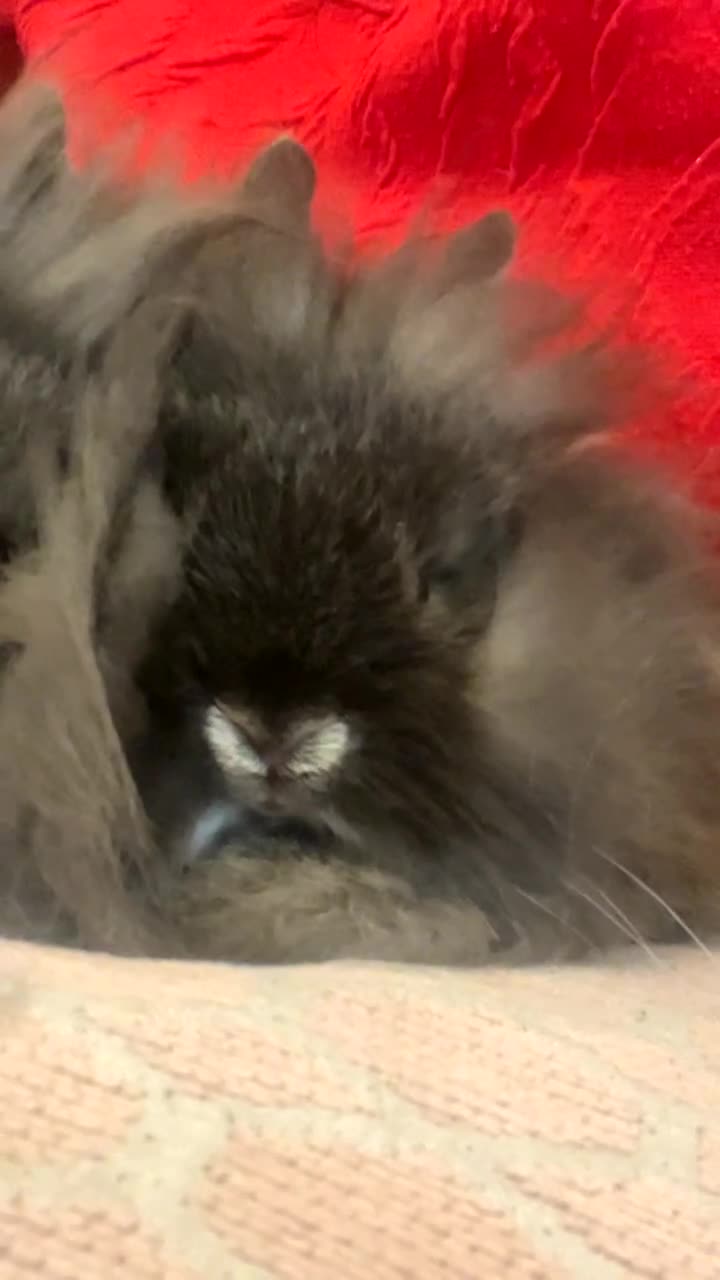 Netherland Dwarf rabbits for sale: Netherland Dwarf / Miniture Lionhead babies - Video 4