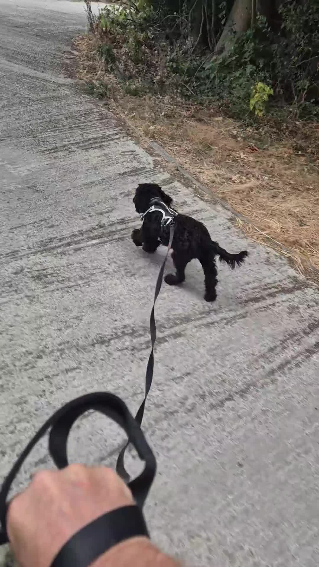 Cockapoo dogs for sale: Cockapoo in Royston - Video 2