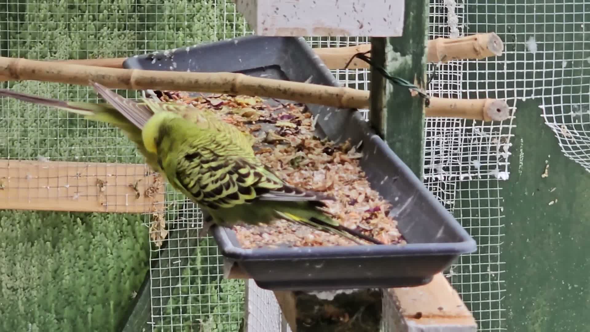 Budgerigars birds for sale: exhibition Budgies, - Video 1