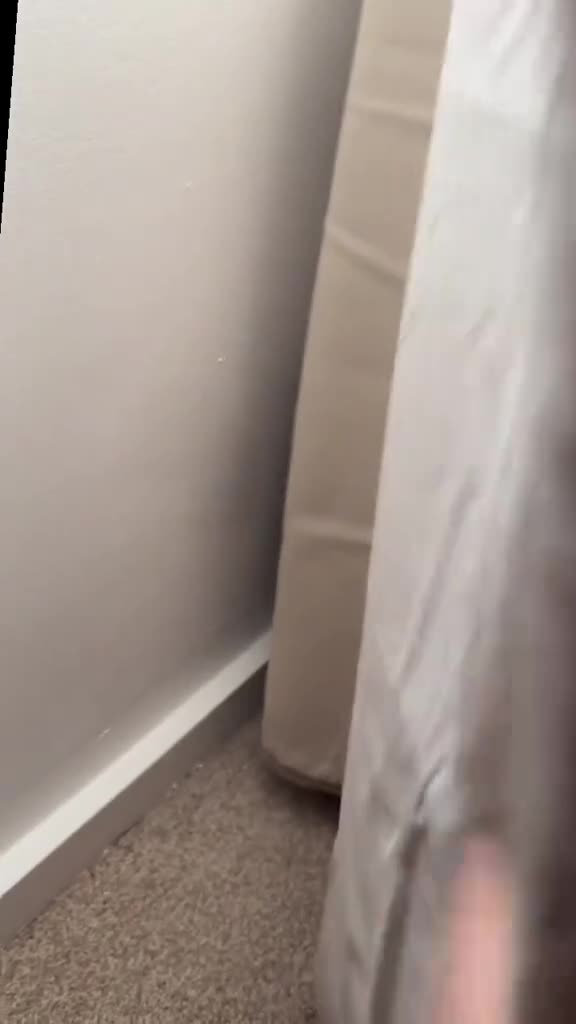 British Shorthair cats for sale: with all his belongings-litter box,bed,bowls,toys. - Video 1