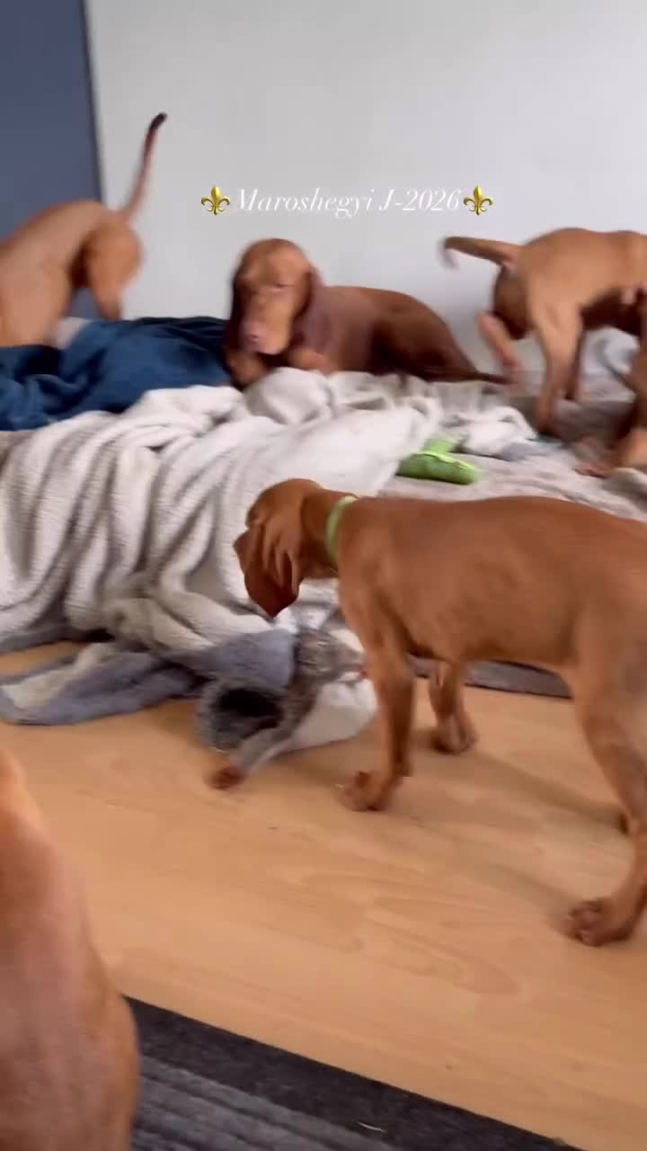 Hungarian Vizsla dogs for sale: 🇭🇺 Hungarian Vizsla puppies 🇭🇺 - Video 1