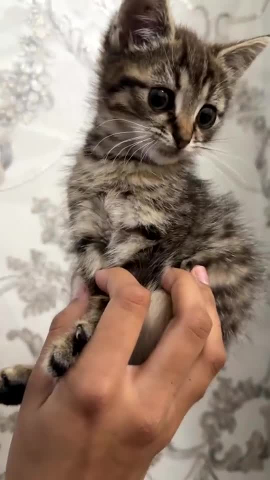 Mixed Breed cats for sale: Kitten for sale  - Video 1
