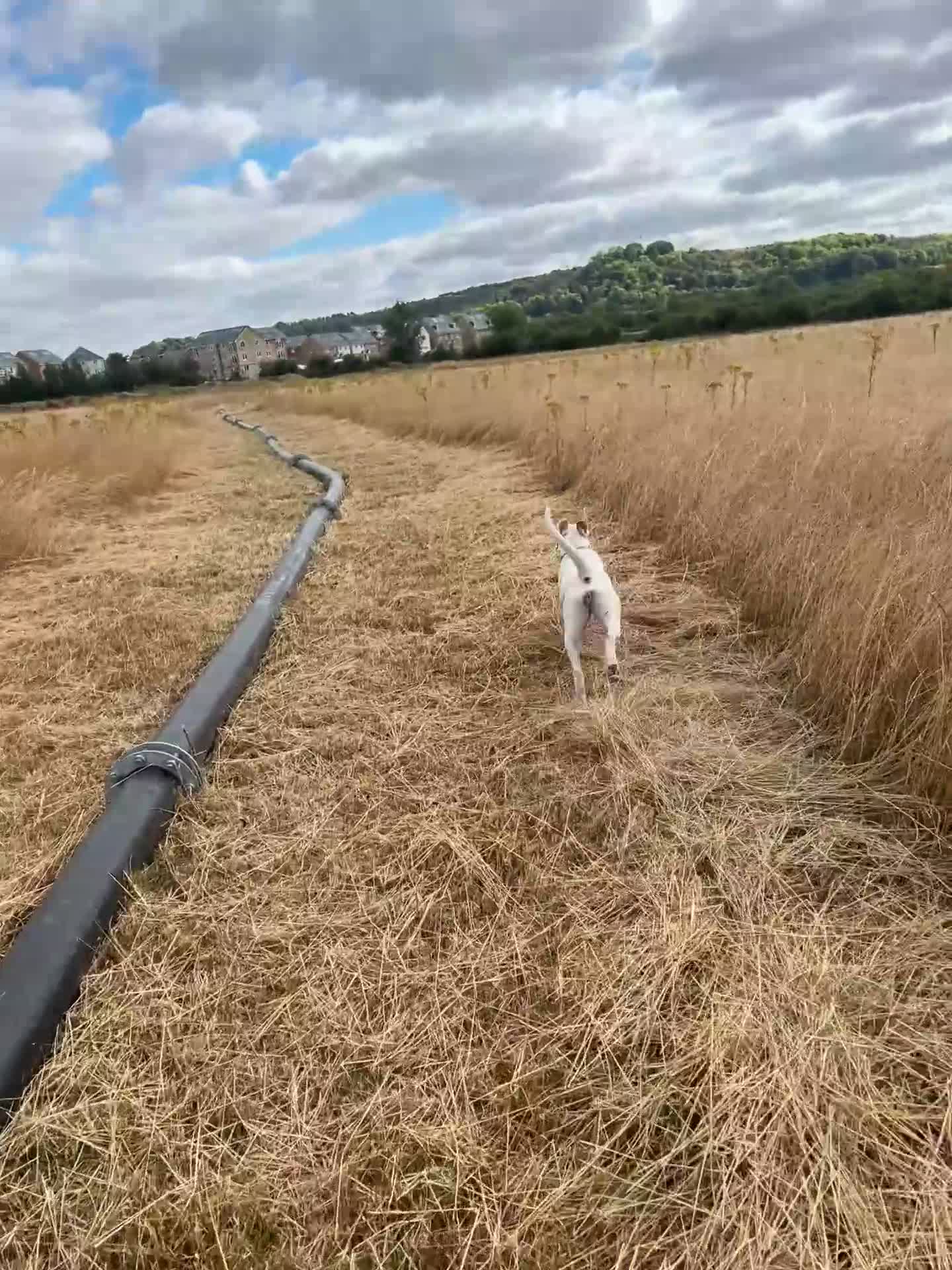 Mixed Breed dogs for sale: Staffy cross American Bully- Skye in Warminster - Video 1
