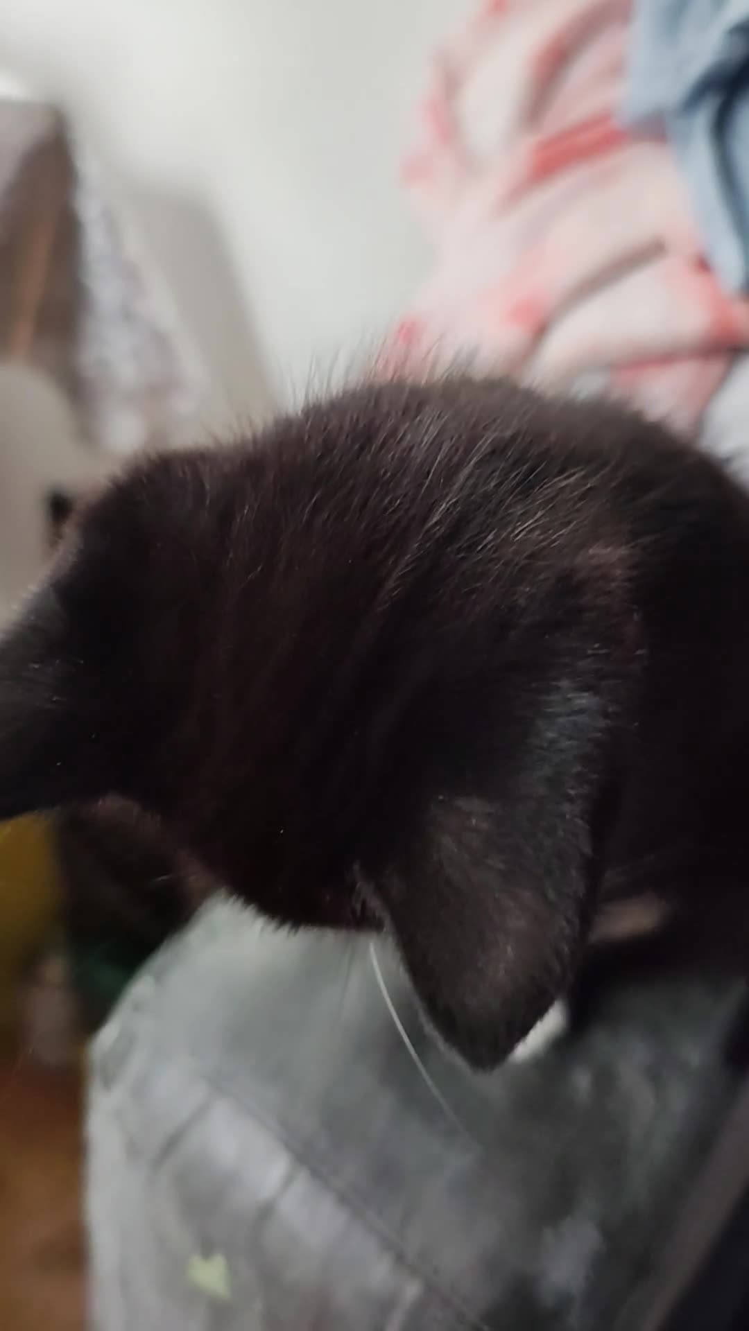Mixed Breed cats for sale: 8 weeks old Kitten, Female - Video 2