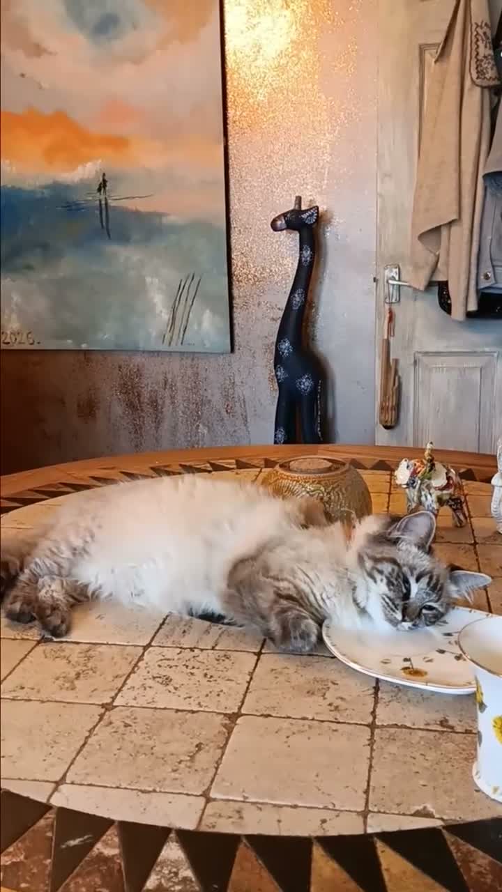 Ragdoll cats for sale: Seal Linx Ragdoll Female for sale. - Video 1