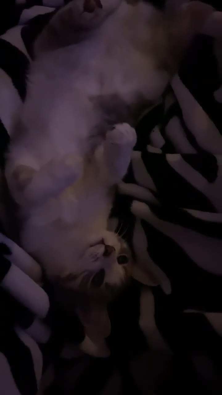 Domestic Shorthair cats for sale: Luna (Price can be adjusted) - Video 1