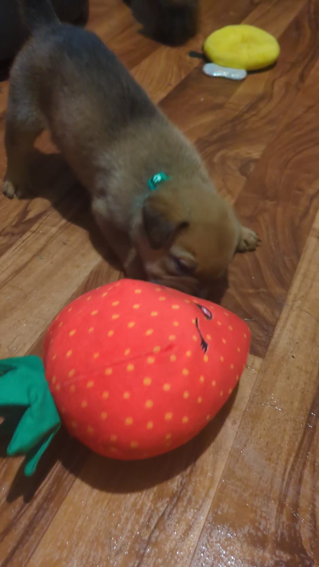 Mixed Breed dogs for sale: Last puppy looking for his forever home  - Video 1