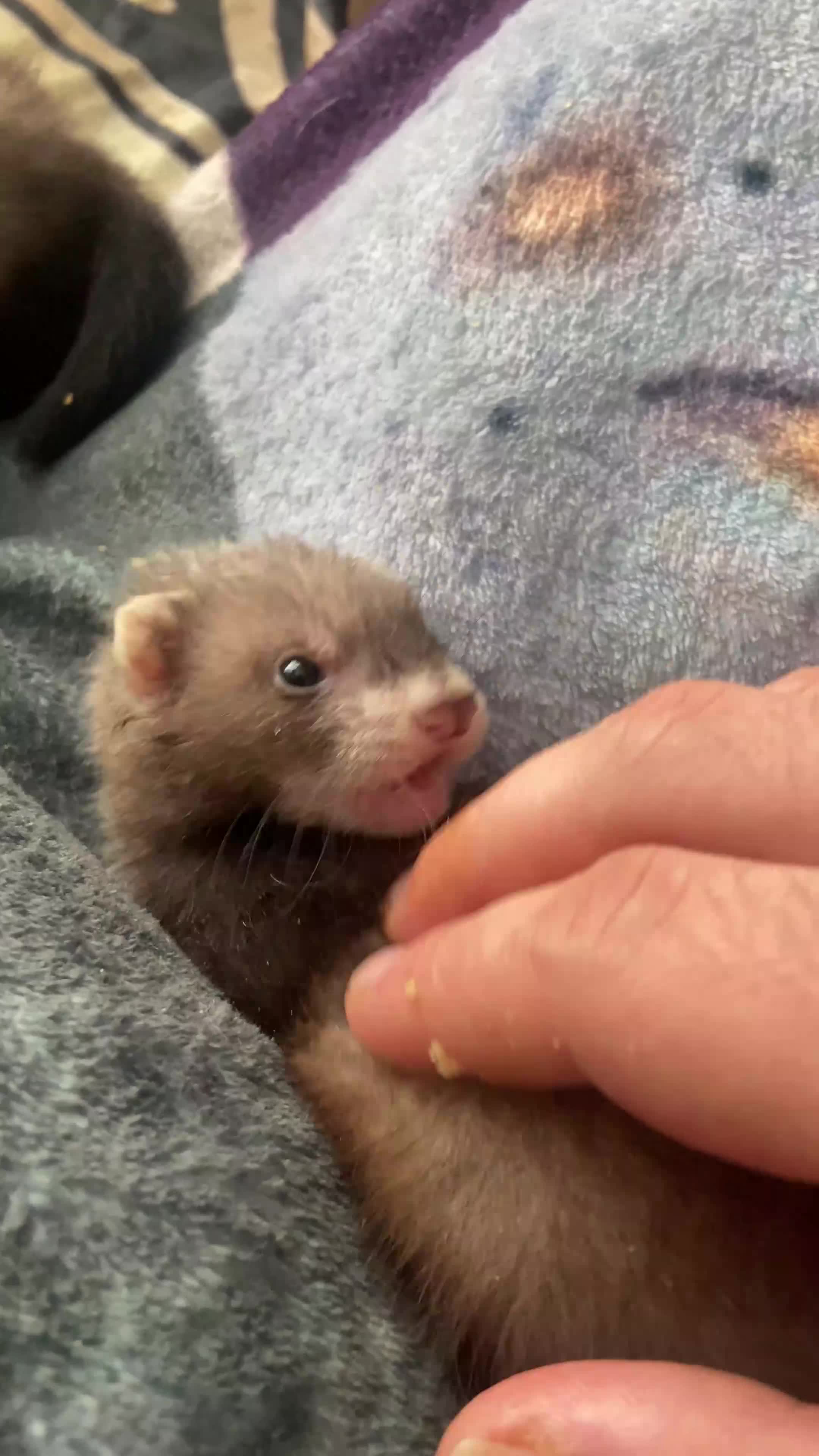 Ferret rodents for sale: Ferrets - Video 1