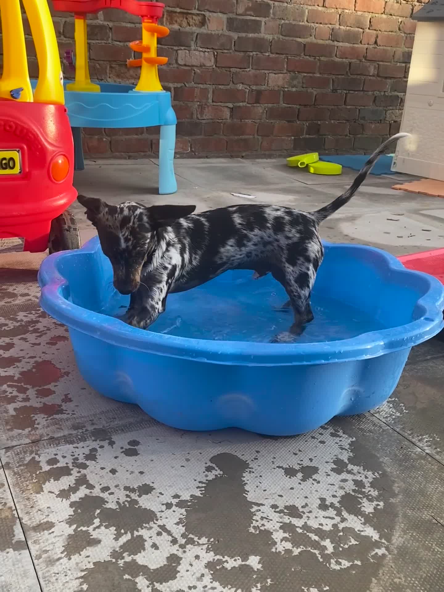 Chiweenie dogs for sale: Chiweenie, 7 months old  - Video 1