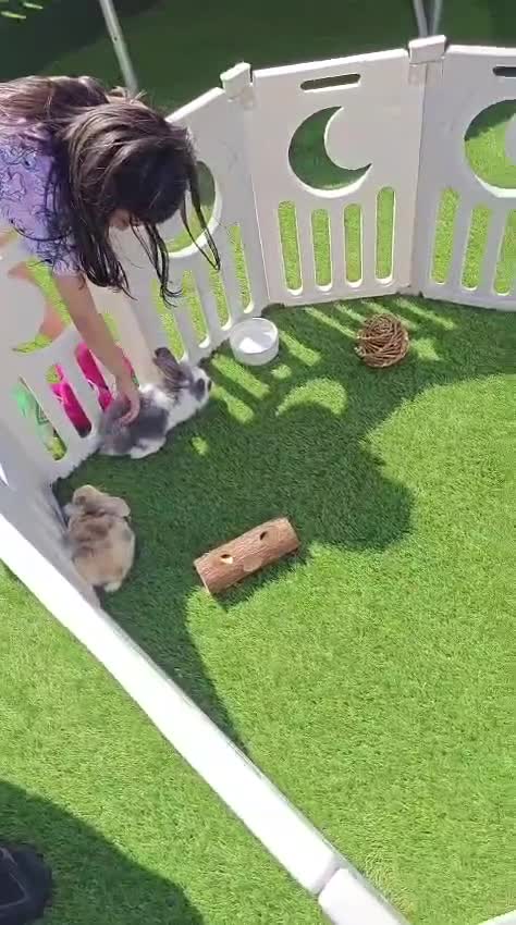 Lionhead rabbits for sale: Two Girl Bunnies Holland Lop & Lion Head  in Tranent - Video 1