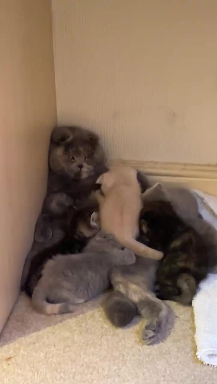 Scottish Fold cats for sale: Stunning Scottish Fold & Straight Kittens - Video 1