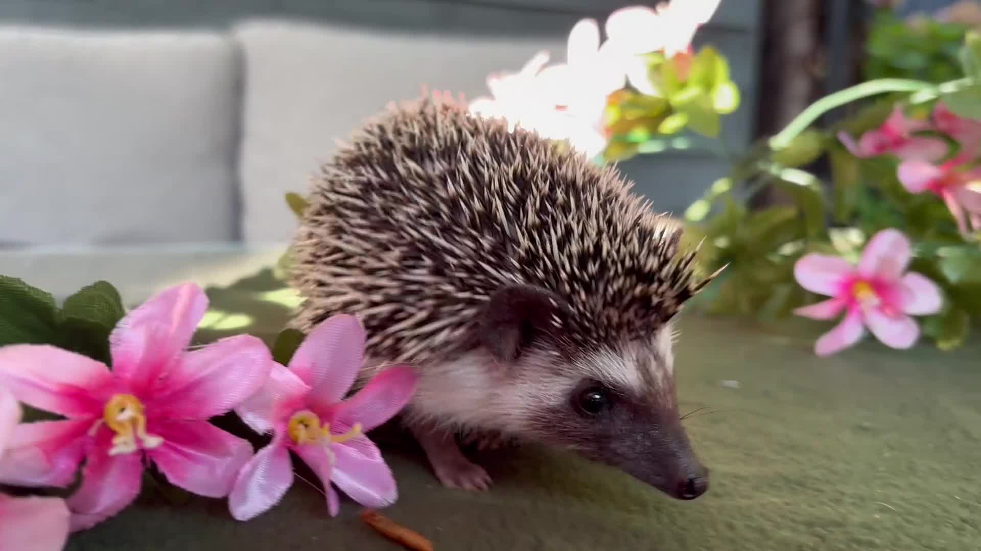 Pygmy Hedgehog rodents for sale: African Pygmy Hedgehog Ethically bred Girl 2 Boys  - Video 1