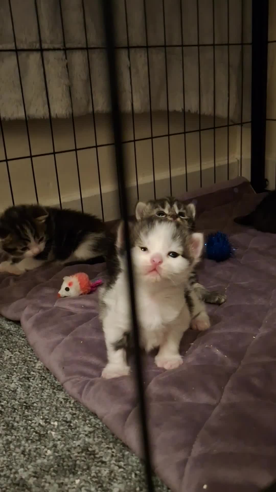 Mixed Breed cats for sale: Mix breed - Video 1