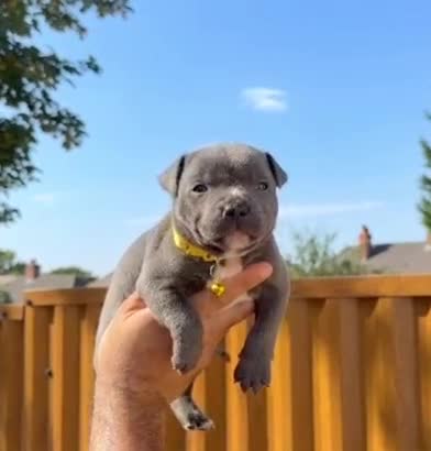 Staffordshire Bull Terrier dogs for sale: Solid Blue staffs short & stocky Type  - Video 3