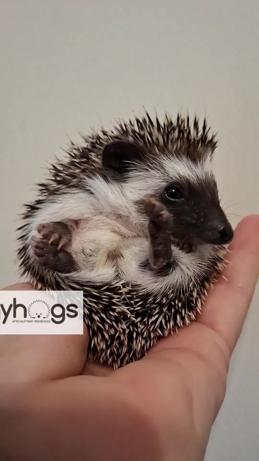 Pygmy Hedgehog rodents for sale: Handsome boys available-new pics added 5/8 - Video 1