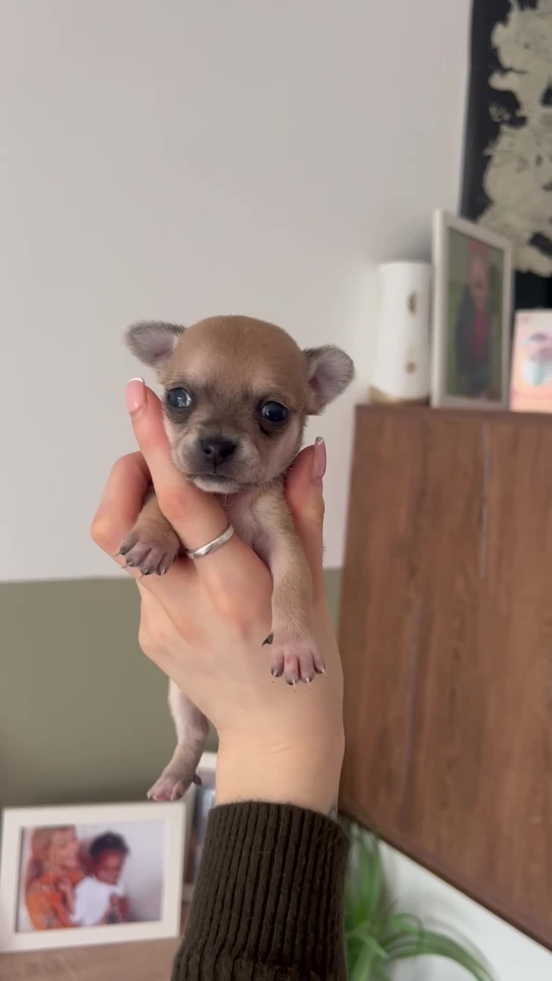 Chihuahua dogs for sale:  **  chihuahua puppies - Video 1