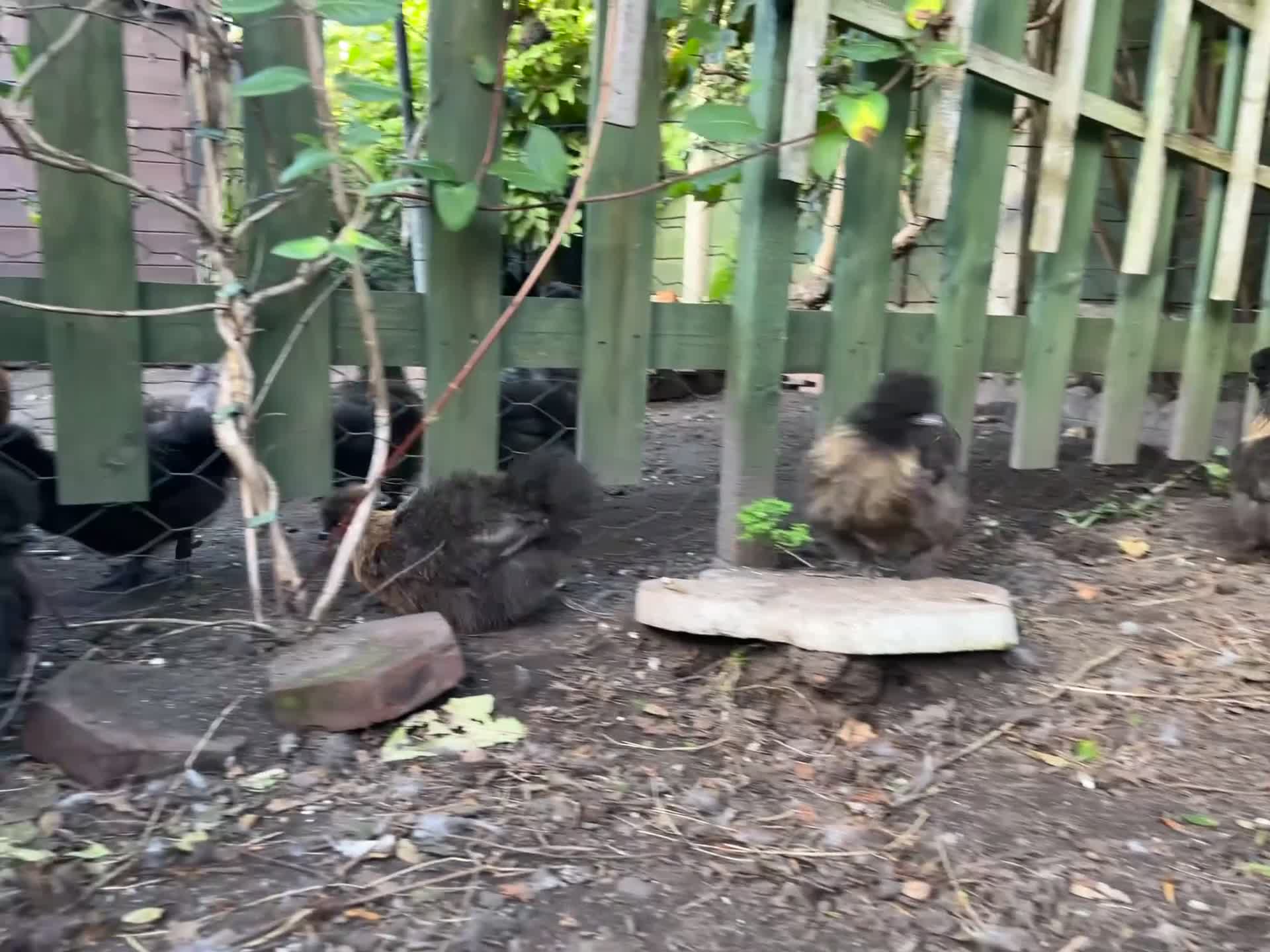 Chickens poultry for sale: Black silkie cockerel  - Video 2