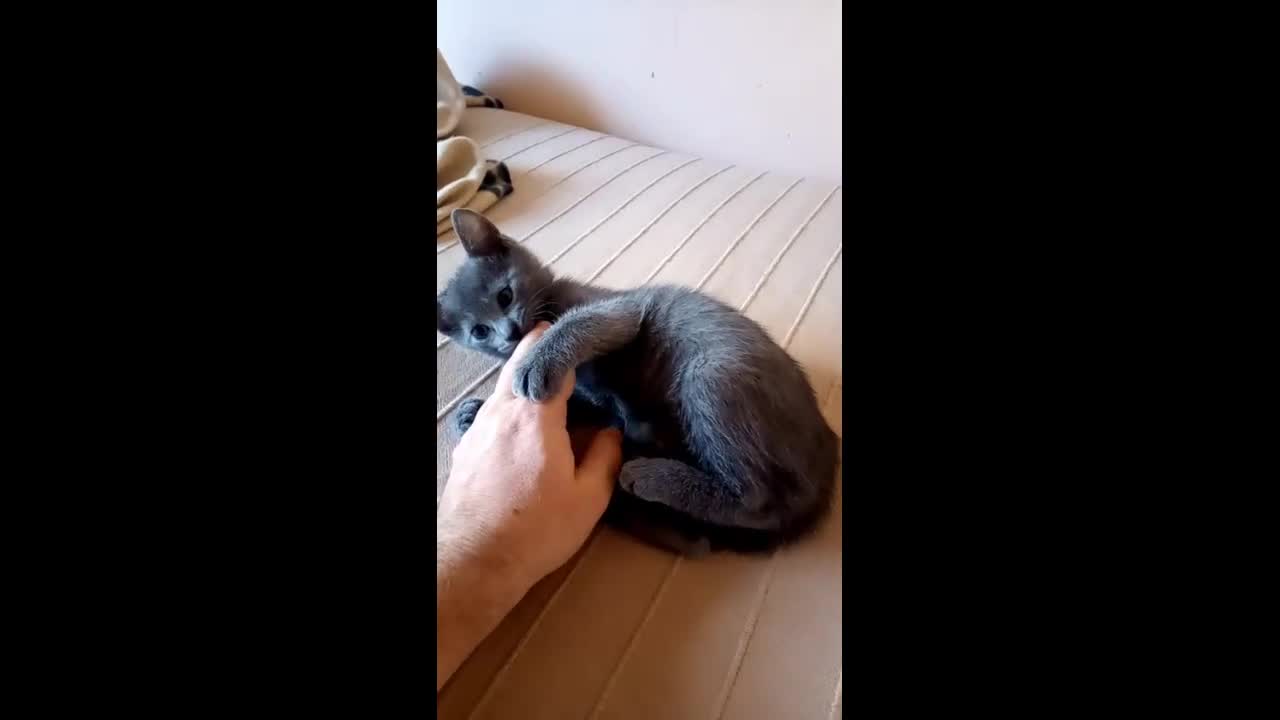 Russian Blue cats for sale: Russian Blue kittens One Girl Two boys - Video 3