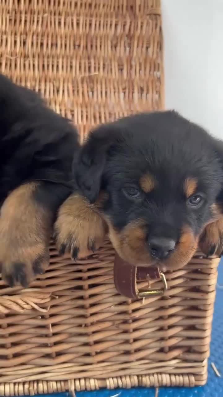 Rottweiler dogs for sale: 3 big chunky Rottweiler pups - Video 1