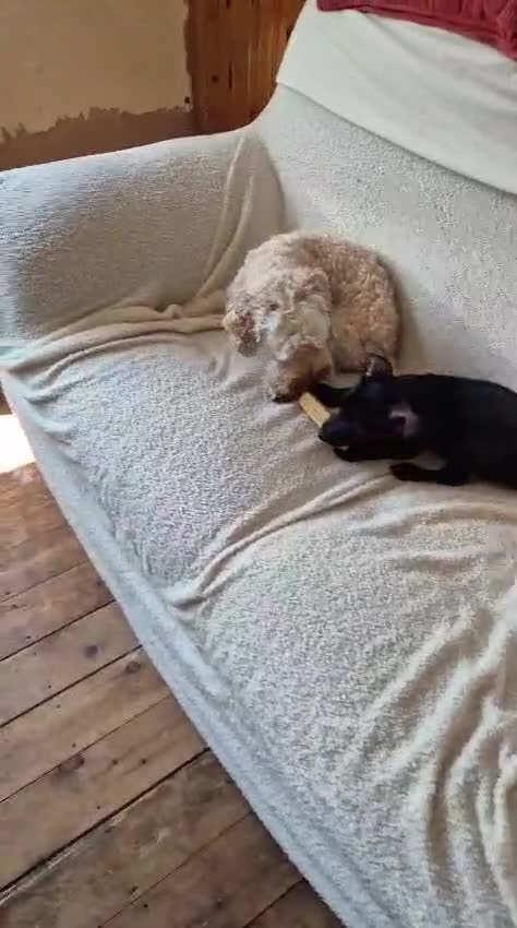 Mixed Breed dogs for sale: Minature Dachsund Mix Puppy in Derby - Video 1