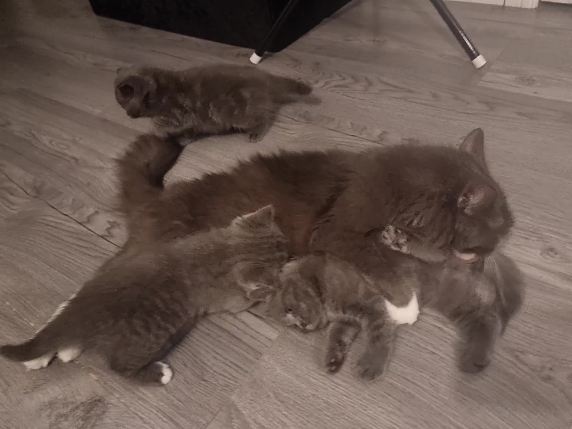 British Shorthair cats for sale: British shorthair kittens  - Video 1