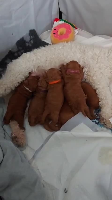 Mixed Breed dogs for sale: Poochon x Maltipoo puppies - Video 1