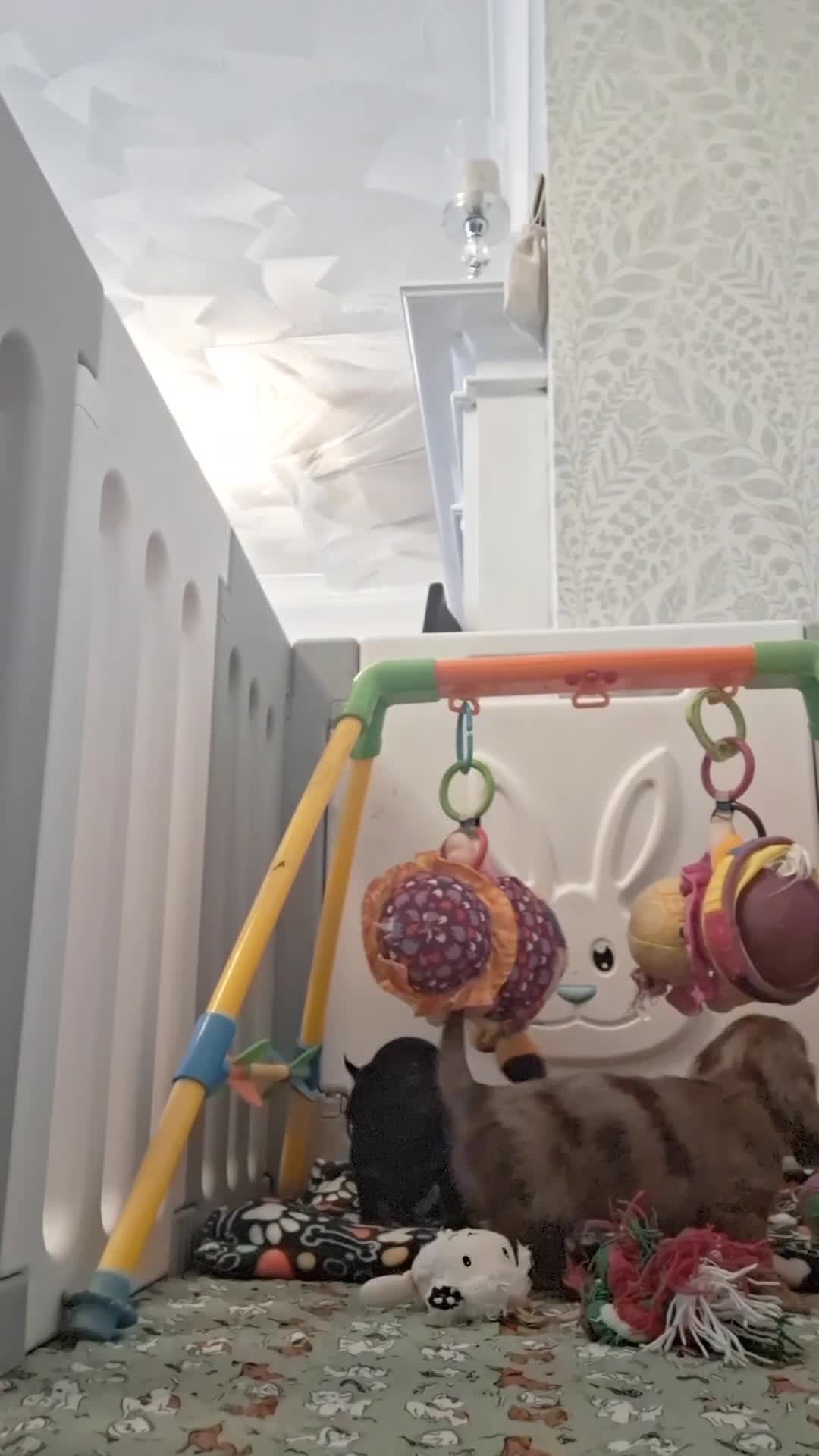 Miniature Dachshund dogs for sale: Waiting list for February litter KC long coat   - Video 2