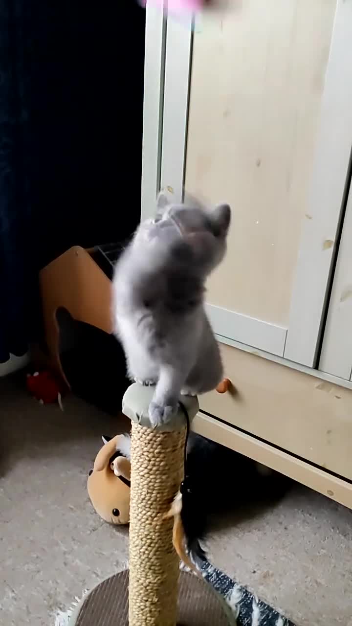 British Shorthair cats for sale: Champ lines gorgeous GCCF reg  girls (2 litters!) in London - Video 3