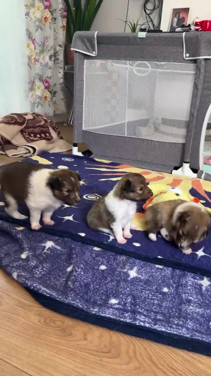 Shetland Sheepdog dogs for sale: Shetland Sheepdog/Sheltie puppy - Video 1