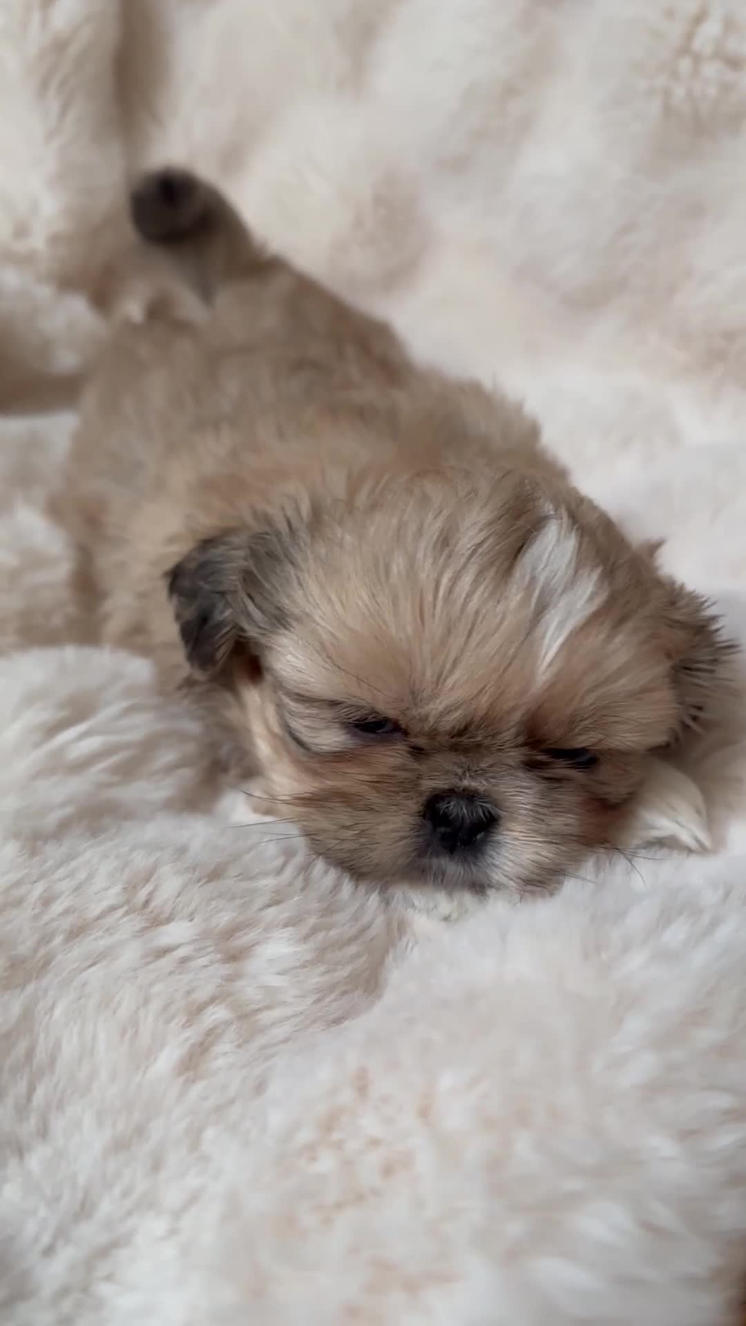 Shih Tzu dogs for sale: Shih Tzu Puppys miniature  in Southport - Video 2