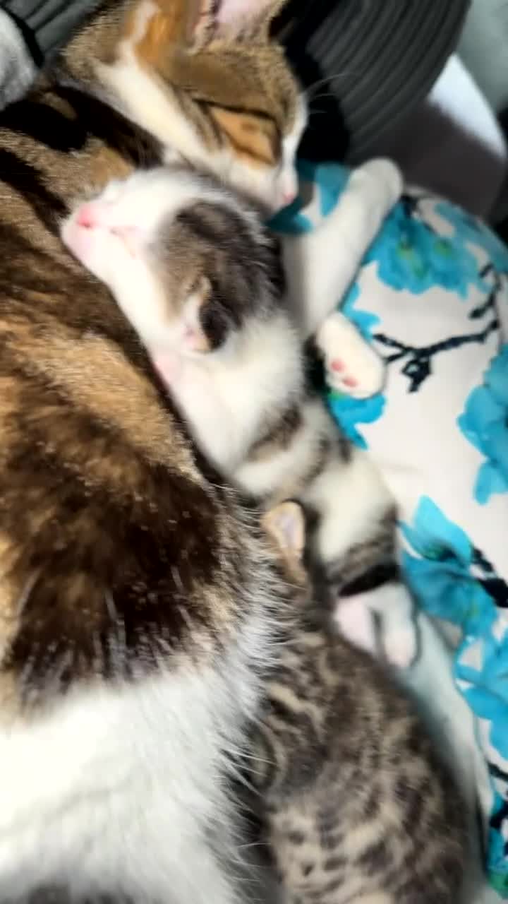 Mixed Breed cats for sale: beautiful male kittens looking for a forever home  - Video 1