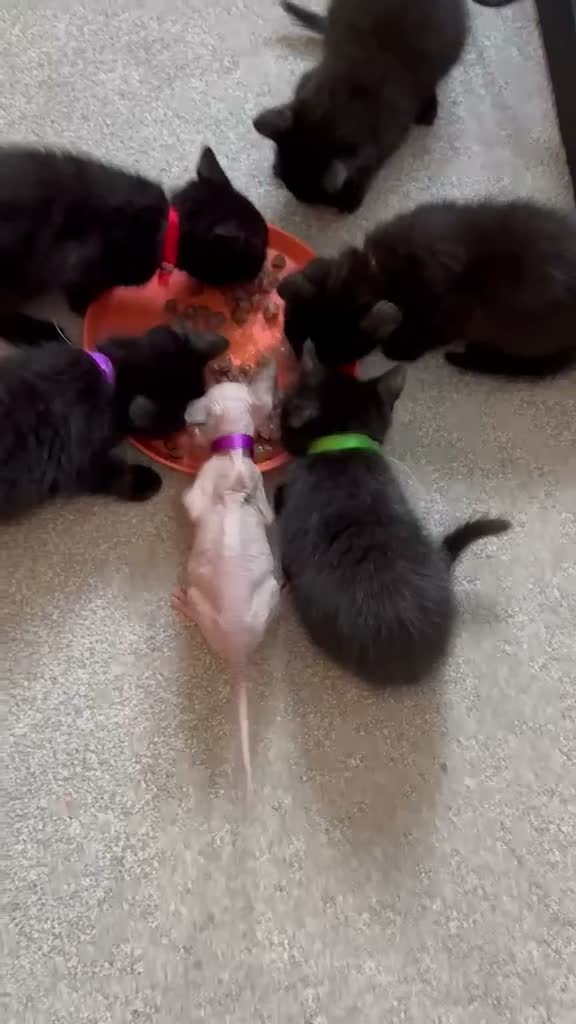 Mixed Breed cats for sale: Cat Kittens looking for forever homes  in Telford - Video 1