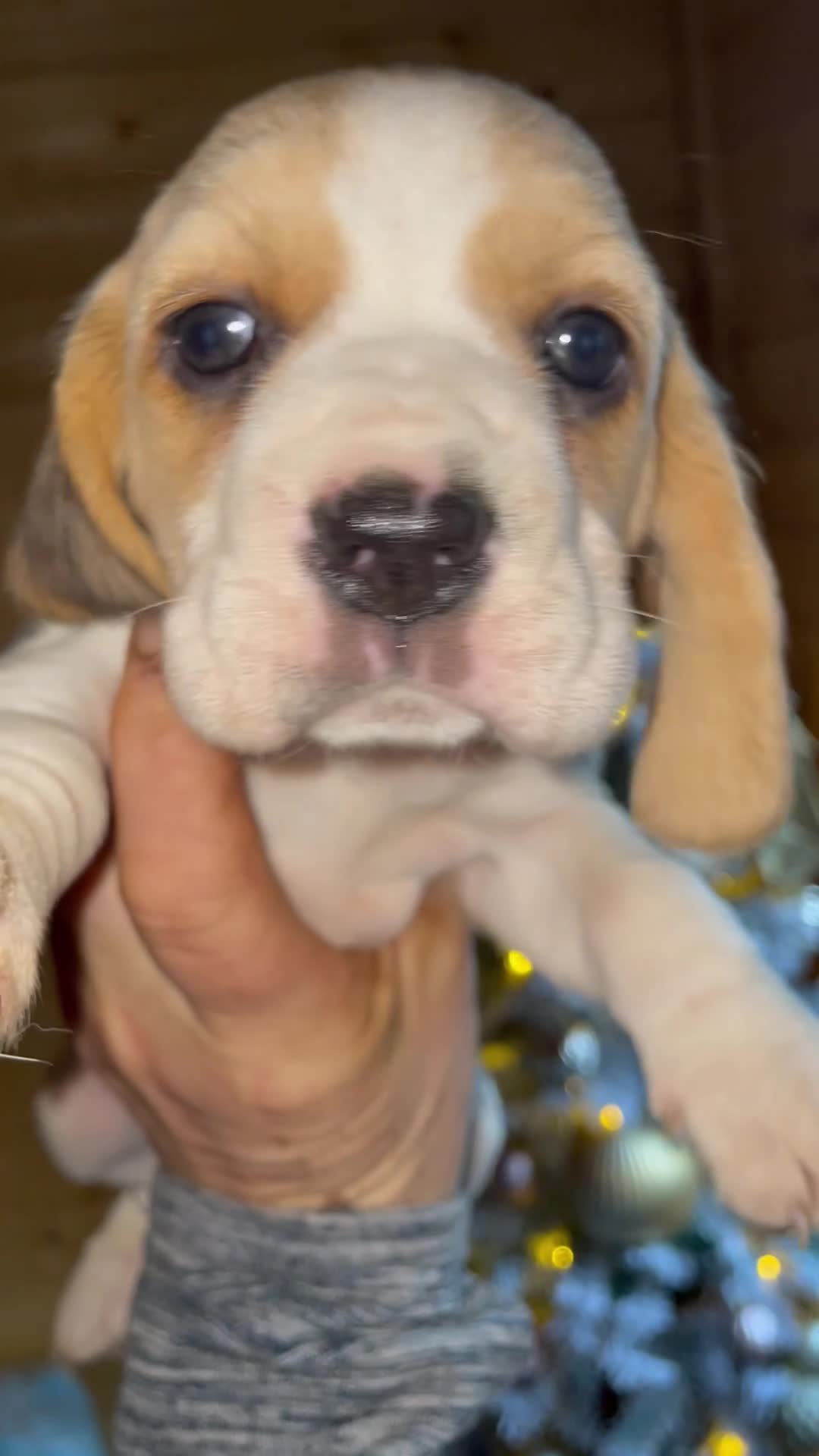 Beagle dogs for sale: 2tri girls kc reg ready after  **   - Video 2
