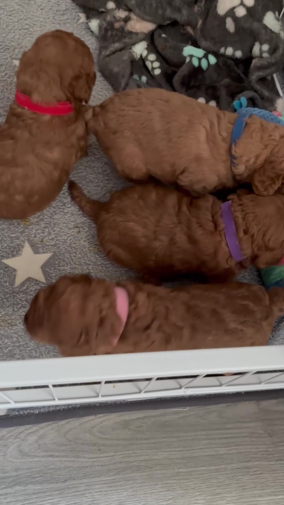Poodle dogs for sale: Red Miniature Poodles - Video 2