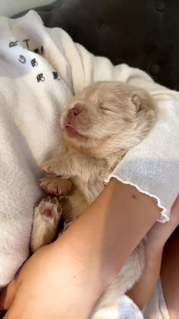 Chow Chow dogs for sale: 🔥 UK best Lilac platinum 🧸 chow chows KC  - Video 2