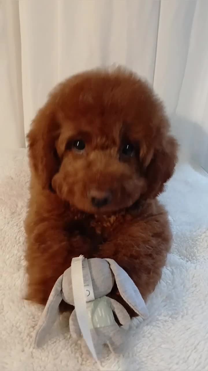Cavapoo dogs for sale: Exquisite Red Cavapoo Boy Puppy  - Video 1