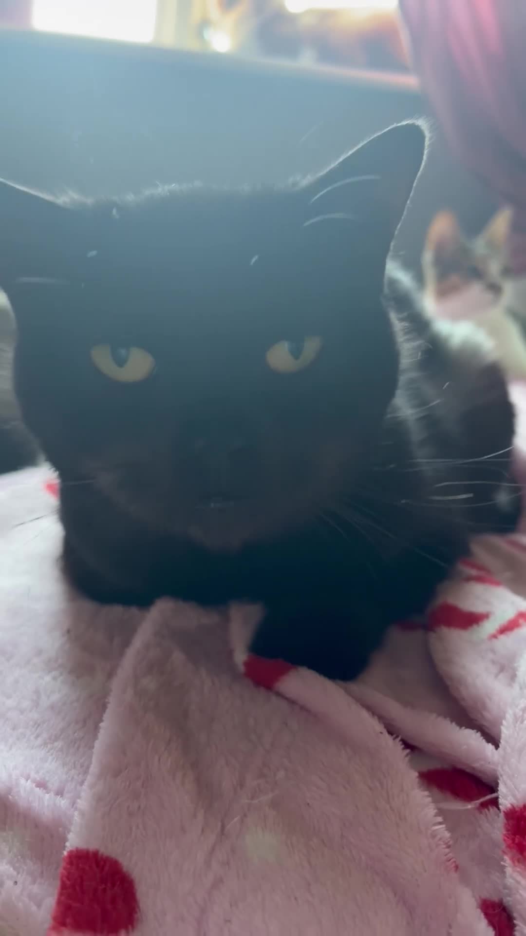 Mixed Breed cats for adoption: Alabama - Video 2