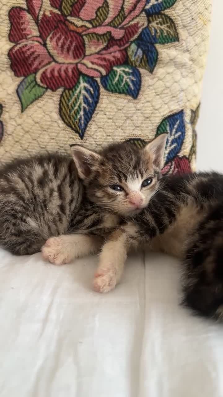 Mixed Breed cats for sale: Adorable kittens available  - Video 2