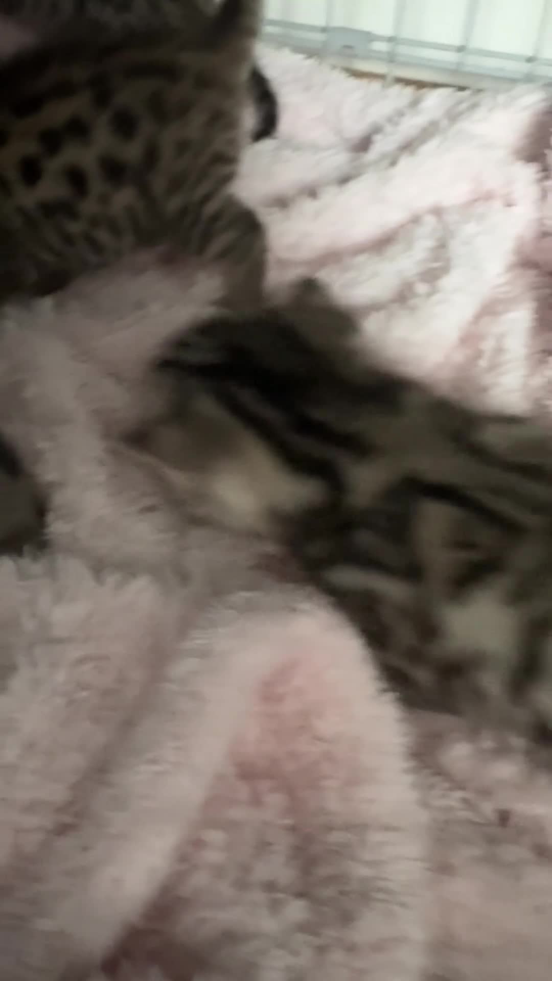 Bengal cats for sale: Bengal Kittens with amazing markings in Plymouth - Video 1