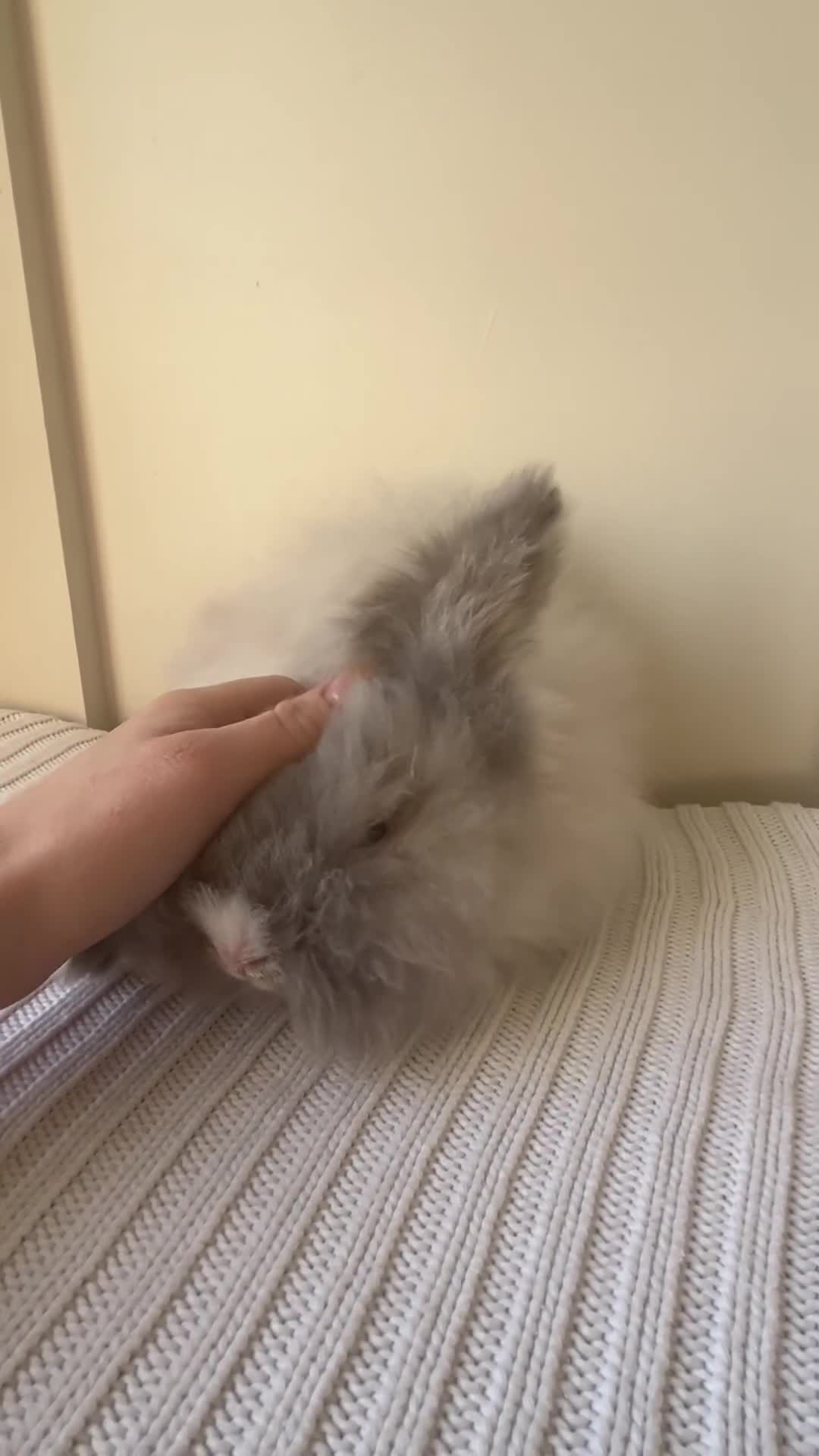 Angora rabbits for sale: Pedigree Full Faced & Maxi Faced English Angoras - Video 2