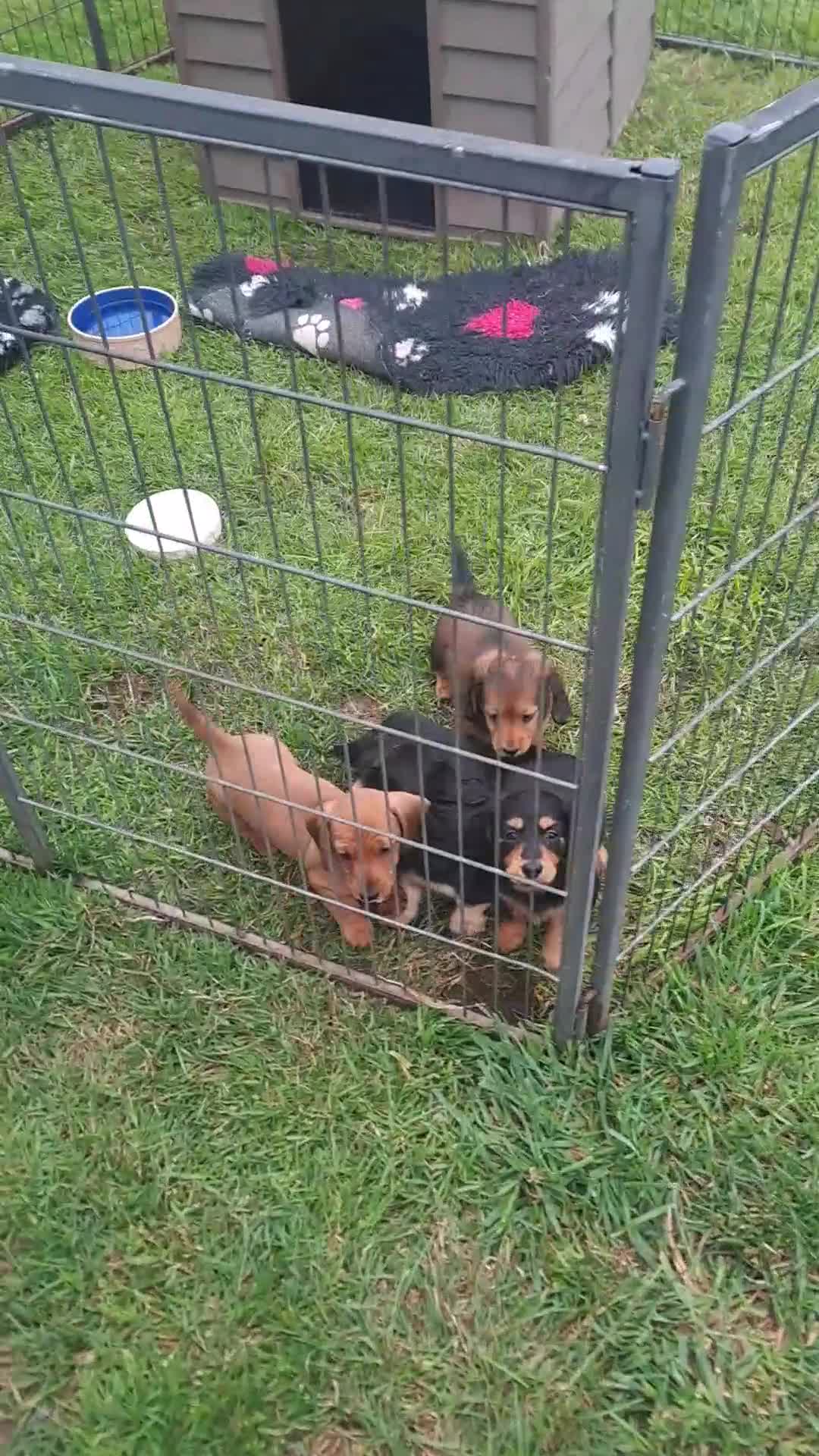 Miniature Dachshund dogs for sale: KC Mini Long Haired Dachsunds - Video 1