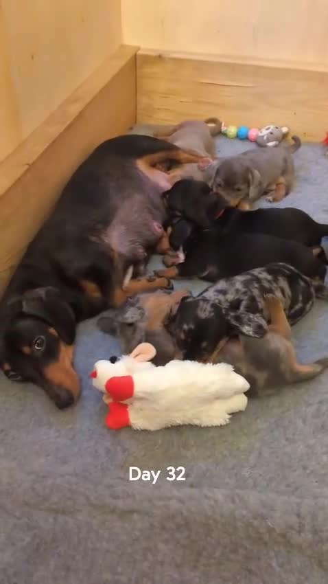 Miniature Dachshund dogs for sale: KC Reg Mini Dachshund Puppies –Loving Homes Only!  - Video 2