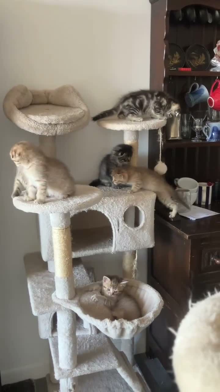 Scottish Fold cats for sale: Scottish fold and straight kittens - Video 1