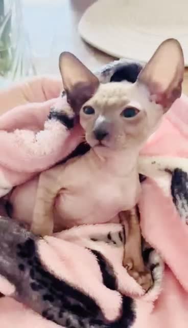 Cornish Rex cats for sale: Lovely Cornish Rex gils looking new parents  - Video 3